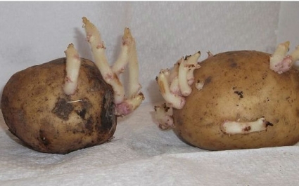 Ростки картофеля в народной медицине