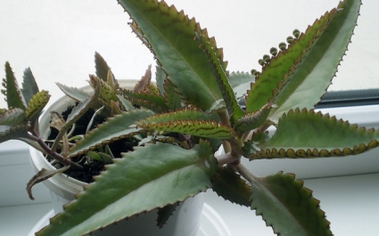Как выглядит лечебный каланхоэ: фото растения