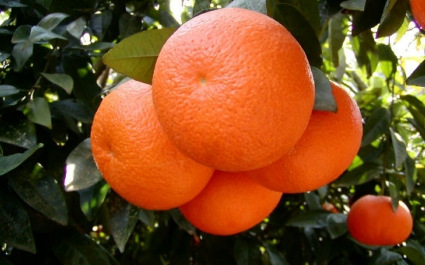 Где растут апельсины: в каких странах?