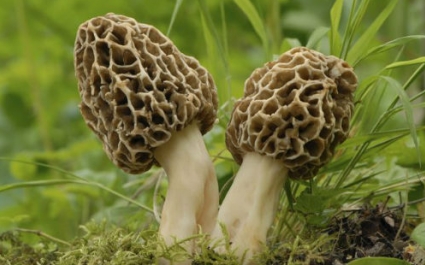 Где, как и когда собирать грибы сморчки: полезные советы