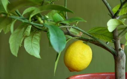 Как вырастить лимонное дерево из косточки: советы