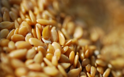 Семена белого льна: полезные свойства продукта