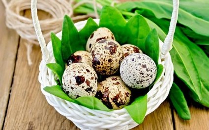 Как нужно употреблять перепелиные яйца: полезные советы