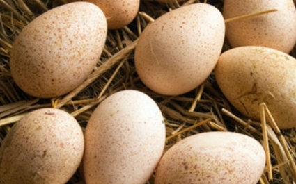Яйца цесарки: польза и вред, фото