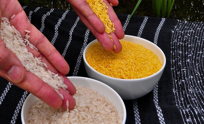 Золотистый рис: польза и приготовление